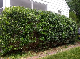 Bush Trimming by Antwain Jackson for Suzanne H. in Richmond, VA