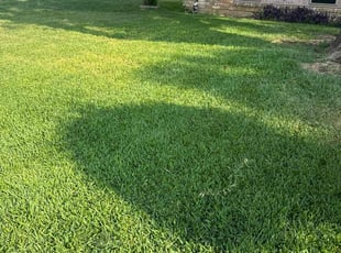 Alma R.'s Lawn Mowing service result