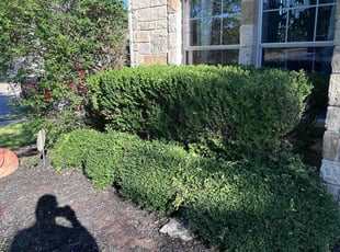 Bush Trimming by Jesus Cepeda for Joseph S. in Austin, TX