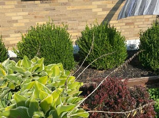 Bush Trimming by Jose Maltos for Wade B. in Cincinnati, OH