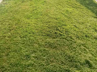 Lotanna O.'s Lawn Service service result