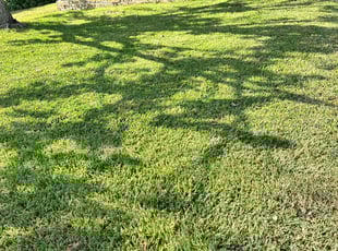 Yong Z.'s Lawn Service service result