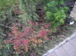 Weeding by Anthony E Gaines for Wayne M. in DeBary, FL