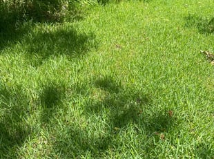 ShaQuana C.'s Lawn Service service result