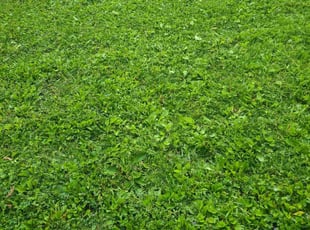 Leaf Removal by Christopher Schwerr for Nick A. in Blaine, MN