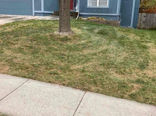 Leaf Removal by Tim Kirkpatrick for Lourdes B. in Lee's Summit, MO
