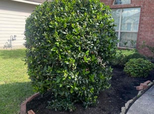 Bush Trimming by Serafin Almanza for Victor W. in Tomball, TX
