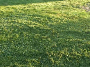 Allan M.'s Lawn Service service result