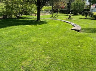 Michael B.'s Grass Cutting service result