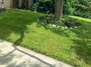 Taiwo B.'s Lawn Care service result