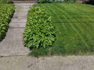 Ken C.'s Lawn Care service result