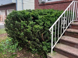 Bush Trimming by Paulo Capinha for Ruth S. in Rahway, NJ