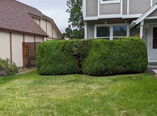 Bush Trimming by Johnny Hines for Joyce S. in Aurora, CO