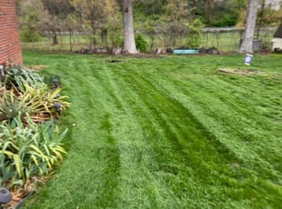 Eduardo J.'s Lawn Care service result