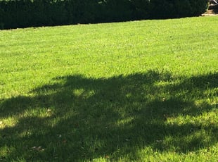 Bush Trimming by Milton Brooks for Ramon B. in Virginia Beach, VA