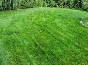 Erin D.'s Yard Cutting service result