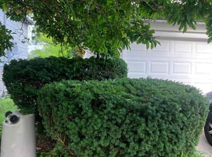 Bush Trimming by Jack Brown for Rikki K. in Oak Park, MI