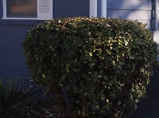 Bush Trimming by Gerald Oyerindr for Brianna B. in Atlanta, GA