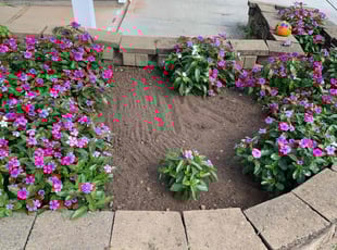 Weeding by Samuel Melvin for Aaron N. in Durham, NC