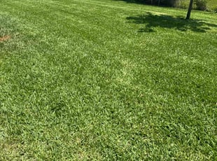 Michelle U.'s Lawn Mowing service result