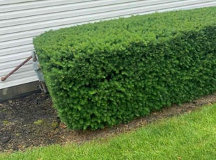 Bush Trimming by Zachary Stewart for Lisa B. in Bexley, OH