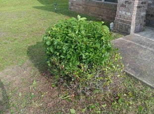 Bush Trimming by Myron Cason for Anita G. in Gonzalez, FL