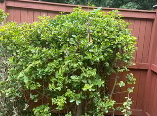 Dwight B.'s Bush Trimming service result