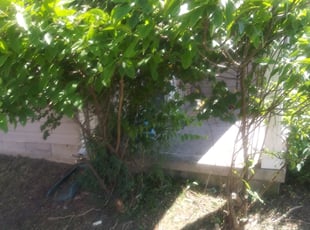 Bush Trimming by Michael Sloan for Lea Ann L. in Grove City, OH