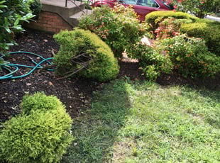 Weeding by Giovanni HErnandez for Constance M. in Fort Washington, MD