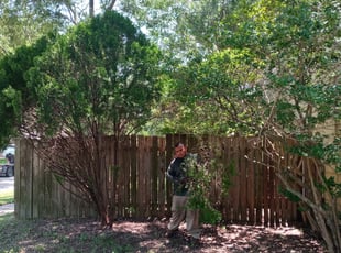 Bush Trimming by Jennifer Macias for Renee V. in Houston, TX