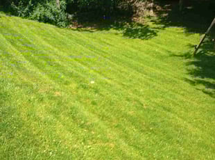 Peggy B.'s Lawn Maintenance service result