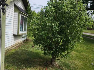 Bush Trimming by Brooke Ardoin for Fredrick S. in Naperville, IL