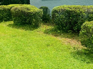 Bush Trimming by Delson Auguste for Philip H. in Jacksonville, FL