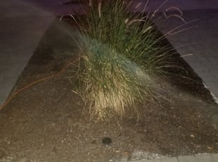 Weeding by Monty Van Dyke for Steven F. in St. Petersburg, FL