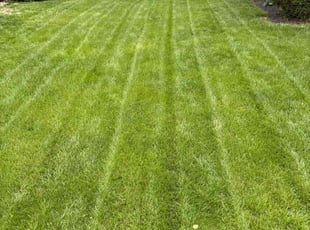 Victoria y.'s Lawn Maintenance service result