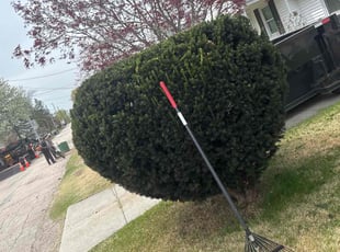 Bush Trimming by Matthew Achey for Marco C. in Warwick, RI