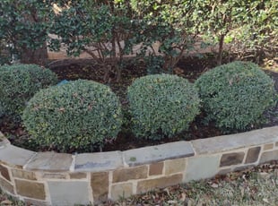 Bush Trimming by Devonn Ford for Jacob W. in Fort Worth, TX