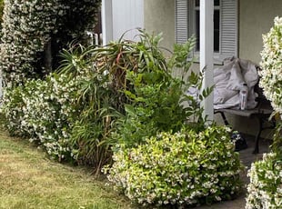 Bush Trimming by Ross Johnson for Gaura T. in Los Angeles, CA