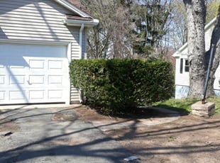Bush Trimming by Todd Speranzini for Sharon G. in Manchester, CT