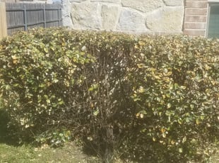Bush Trimming by Carlos Garza for Denisha D. in Burleson, TX