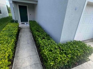 Bush Trimming by Mark Leon for Monique P. in Clermont, FL