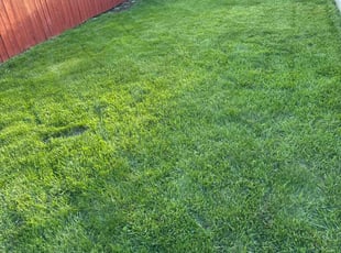 Christopher L.'s Yard Cutting service result