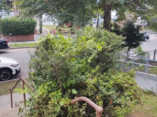 Bush Trimming by Allan Roberts for Ellen L. in Washington, DC