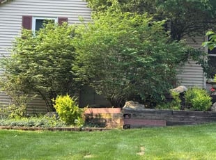 Bush Trimming by Samuel Newson for Hermann B. in Kalamazoo, MI