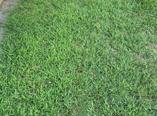 Sandra K.'s Yard Cutting service result