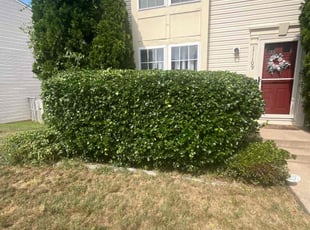 Bush Trimming by Mackenzy Christophe for Davandra M. in Fredericksburg, VA