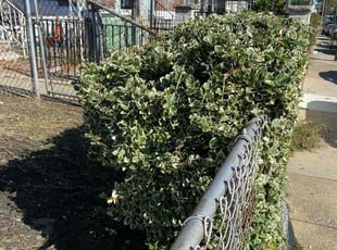 Bush Trimming by Eric Brooks for Caleb O. in Philadelphia, PA