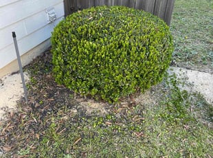 Bush Trimming by Latonya Talley for Maddison F. in Atlanta, GA