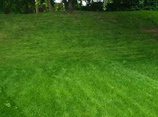 Alishan E.'s Lawn Care service result