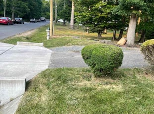 Bush Trimming by Brandon Weems for kathleen d. in Adelphi, MD